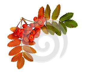 Autumn rowanberries and leaves in a corner arrangement