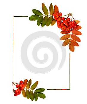 Autumn rowanberries and leaves in a corner arrangements with a f