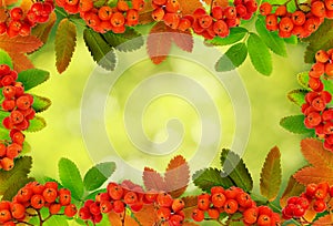 Autumn rowanberries and leaves in a frame arrangement