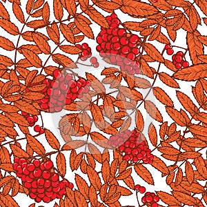 Autumn rowanberry leaves and berries seamless pattern Red