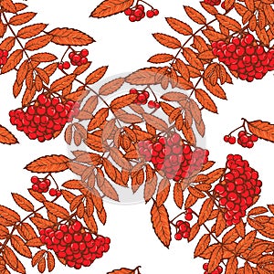 Autumn rowanberry leaves and berries seamless pattern Red