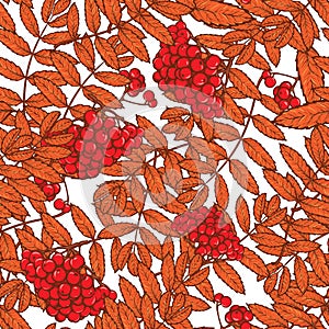 Autumn rowanberry leaves and berries seamless pattern Red photo