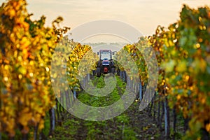 Autumn rows of vineyards with tractor