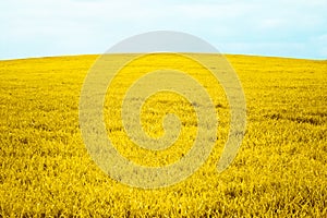 Autumn rural field and cloudy blue sky, nature background