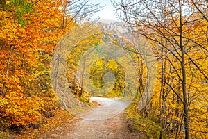 Autumn rural landscape. Dirt road lined with colorful trees