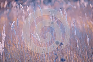 Autumn rural landscape with fog, sunrise and blossoming meadow. Wild grass blooming on Sunrise.