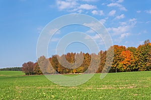 Autumn rural landscape with a forest