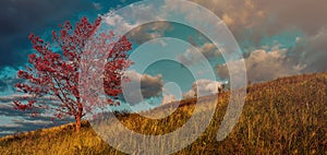 Autumn rural landscape with red alone tree, yellow grass