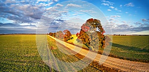 Autumn rural panorama. Fall colors beautiful trees dirt road agriculture fields. September sunny morning