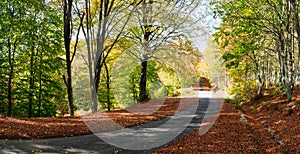 Autumn rural road