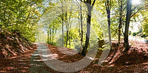 Autumn rural road