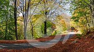 Autumn rural road