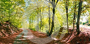 Autumn rural road