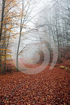 Autumn rural road