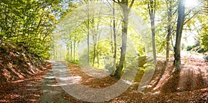 Autumn rural road with sun rays