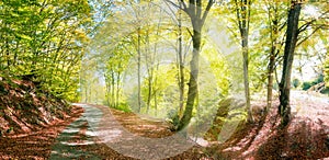 Autumn rural road with sun rays