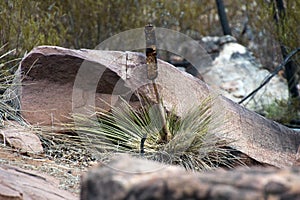 Young yakka grass tree with flower spike growing among the rocks