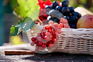 Autumn rustic basket with fruits and vegetables, pears, apple and viburnum with trendy shadows. Thanksgiving Day concept