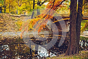 Autumn rustic forest landscape. park with river