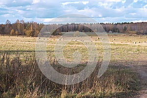 Autumn rustic landscape, sloping meadow, field with round straw bales after harvest on background of forest. Sunny day