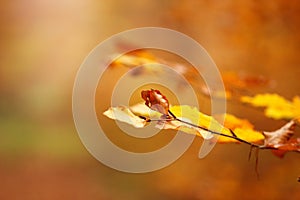 Autumn rusty isolated leave close-up