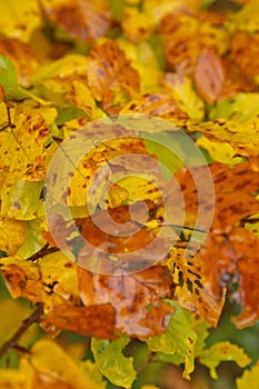 Autumn rusty leaves