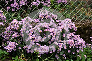 Autumn\'s Jewel: Enchanting Purple Asters in Rural Garden