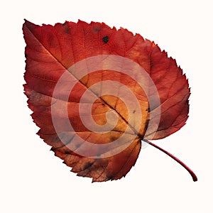 Autumn\'s Ombre: A Visual Symphony of Fading Leaves and Warm Colors