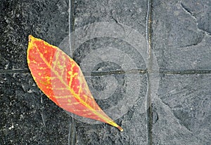 A autumn's orange leaf on the black stone floor background, autumn concept