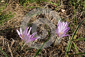 Autumn\'s Splendor: Colchicum Autumnale L. in Bloom