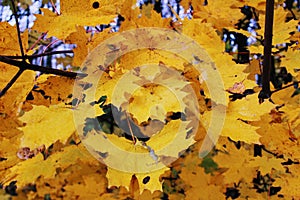 Autumn`s time: yellowed maple leaves on branches in full screen