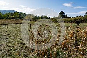 Autumn\'s Whispers: Windy Day in the Meadow