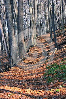 Autumn's Wooded Walk