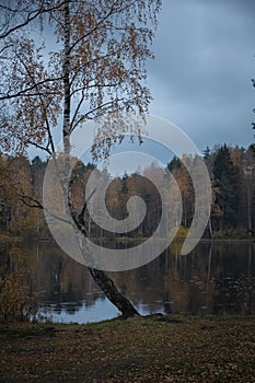 Autumn sad rain in the forest by the lake in the evening. colorful trees are reflected in the water