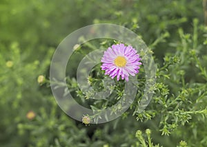 Autumn saffron, also known by the popular names wild saffron, winter saffron 2