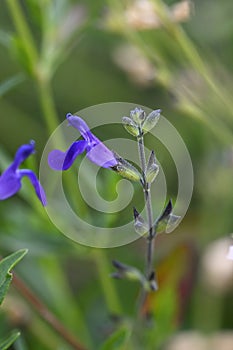 Autumn Sage Salvia coahuilensis, with dark violet-blue flower photo