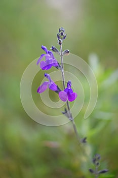 Autumn Sage, Salvia coahuilensis, with dark violet-blue flowers