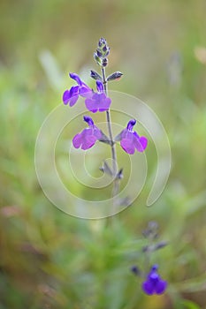 Autumn Sage, Salvia coahuilensis, dark violet-blue flowers photo