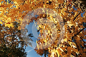 Autumn saison in Paris