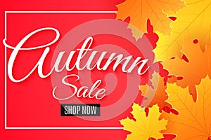 Autumn sale. Advertising seasonal banner. Greeting card. Calligraphy and lettering. Orange maple leaves. Pink background. Vector i