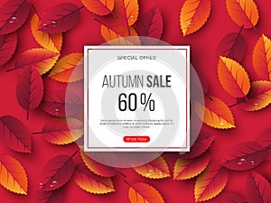 Autumn sale banner with 3d leaves and water drops. Pink background - template for seasonal discounts, vector