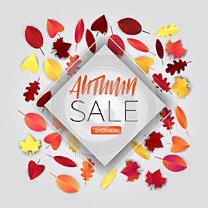 Autumn sale banner for newsletter, promotion, discount offer, presentation. Fallen leaves on the backgrond.