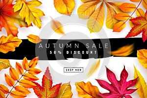 Autumn sale. Seasonal fall discount advertising concept with red and orange foliage. Thanksgiving offer flyer. Vector
