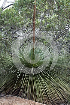 Xanthorrhoea australis or an australian native grasstree photo