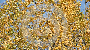 Autumn Scene. Beautiful yellow leaves swaying in the wind. Trees in the Park, forest