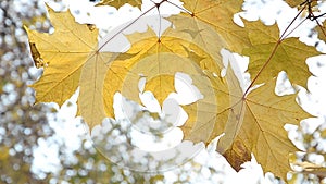 Autumn Scene. Beautiful yellow maple leaves swaying in the wind. Trees in the Park, forest