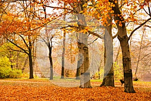 Autumn scene in Berlin with fallen leaves on the ground and trees losing their yellow and red leaves in the public park Tiergarten