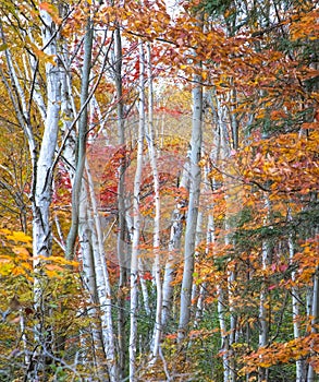 An Autumn scene with birch trees in yellow autumn birch forest in October in Canada