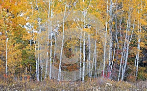 An Autumn scene with birch trees in yellow autumn birch forest in October in Canada