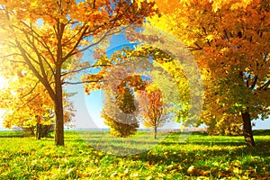 Autumn scene. Bright autumn day. Beautiful nature in october. Sunny autumn landscape